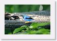 SelvaVerde - 035 * Shining Honeycreeper * Shining Honeycreeper